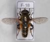 Merodon armipes